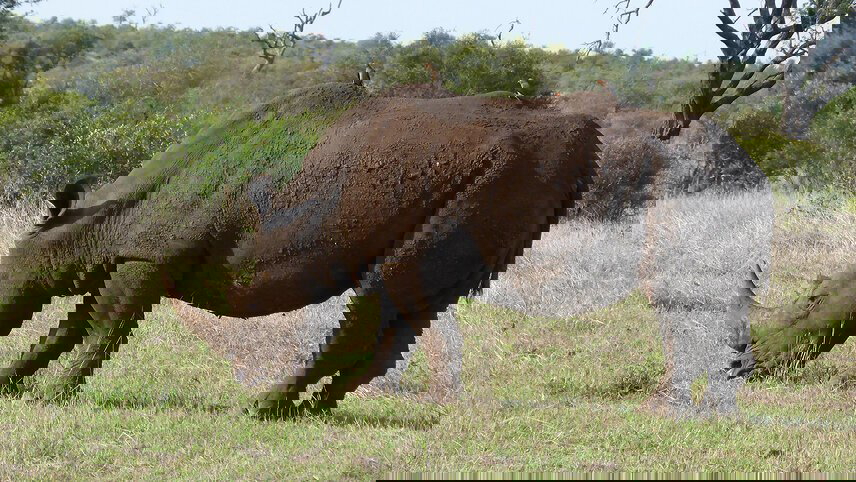 Kruger Lodge Experience