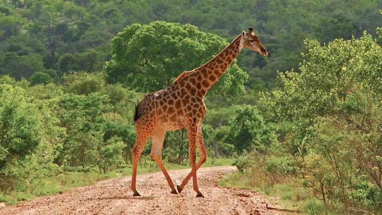 Kruger Lodge Experience