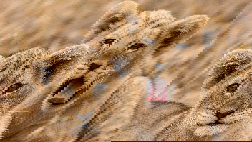 Kruger Lodge Experience