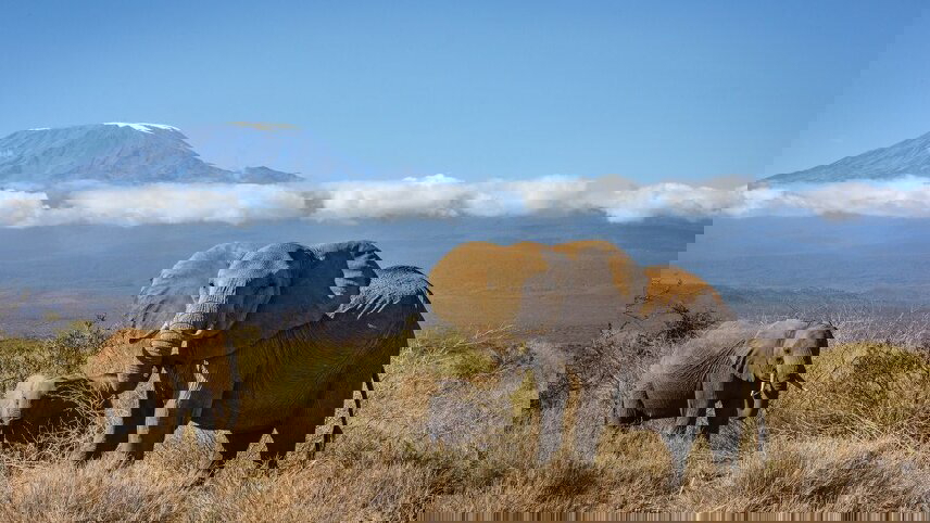 Kilimanjaro & Serengeti Adventure