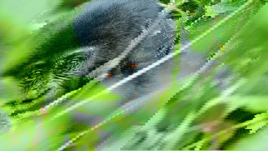 Rwanda Gorilla Naming Ceremony & Uganda