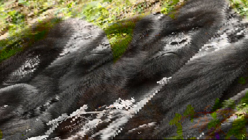 Rwanda Gorilla Naming Ceremony & Uganda