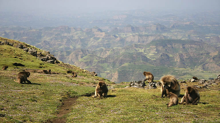 Incredible Ethiopia