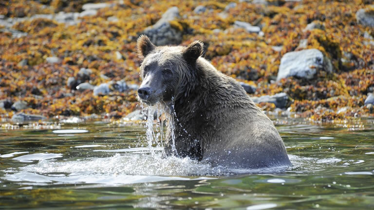 Magnificent Volcanoes of the Aleutian Islands - with National Geographic