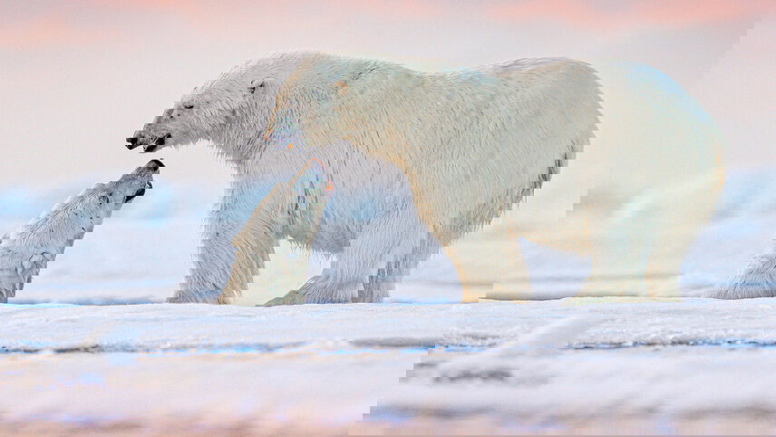 Glaciers & Wildlife of Svalbard