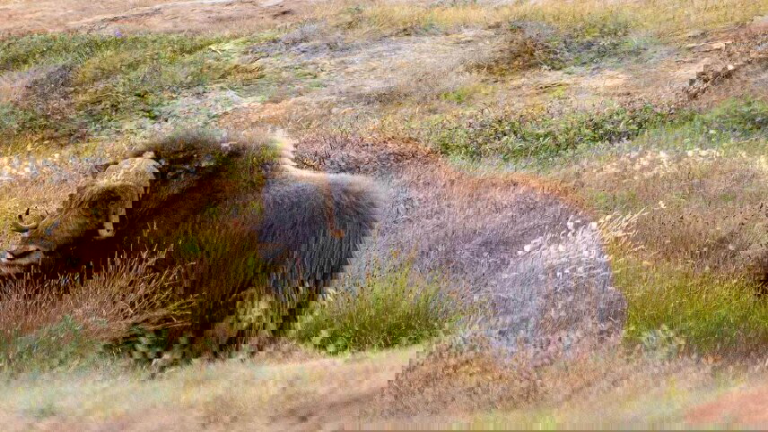 Iceland to Greenland & the Glaciers of Disko Bay