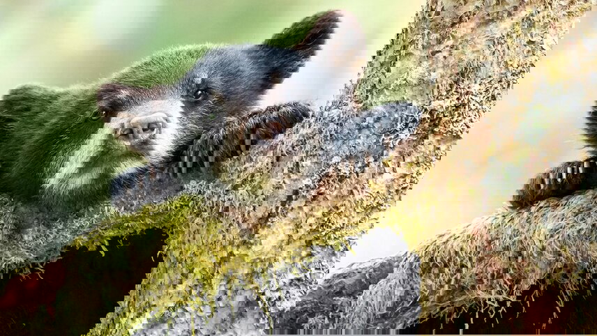 Icons of Western and Eastern Canada