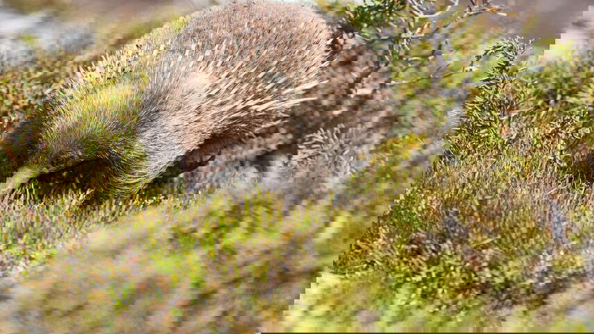 Cradle Mountain (Signature Walk)