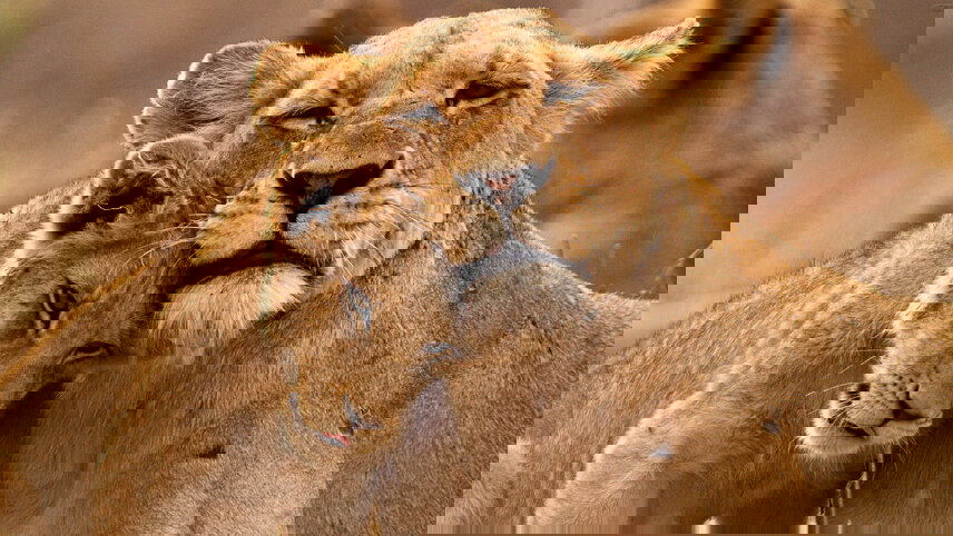 Southern Africa Discovery