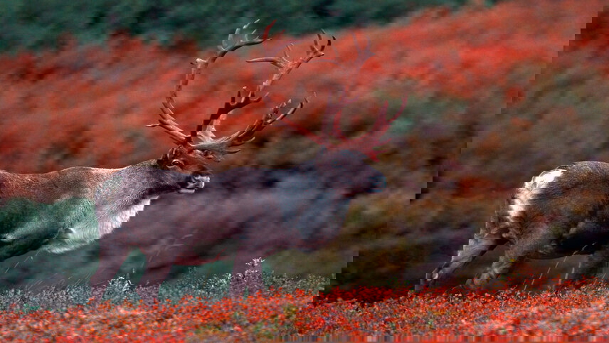 East Coast Highlights and Alaskan Adventure