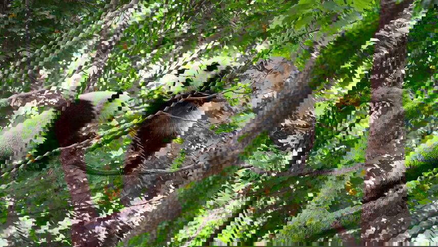 In Pursuit of Pandas