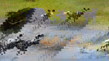 Botswana Tours Tours