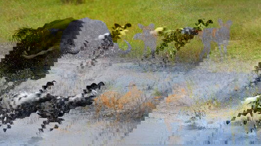 Botswana Tours Tours)