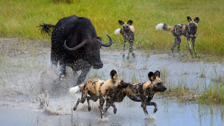 Splendors of South Africa & Victoria Falls with Botswana