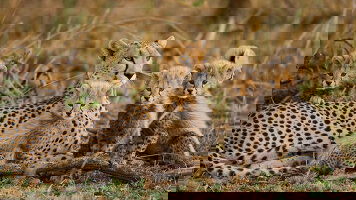 Africa & Middle East