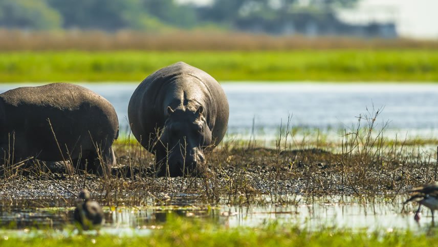 Wildlife Odyssey: South Africa, Botswana & Zimbabwe