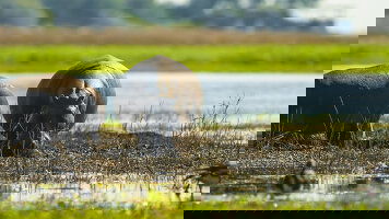 14 Day Splendors of South Africa & Victoria Falls with Chobe National Park (Globus)