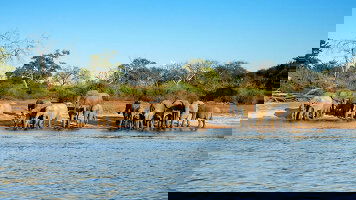 15 Day Splendors of South Africa & Victoria Falls with Chobe River Cruise (Globus)