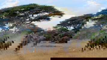 27 Day Beaches, Game Parks & Gorillas (Intrepid)