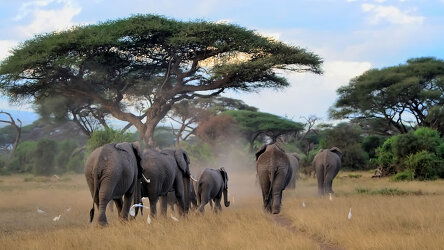 Take a Safari from Richards Bay