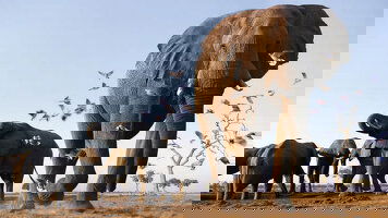 28 Day Southern Africa Overland: Cape Town, Falls & Kruger (G Adventures)