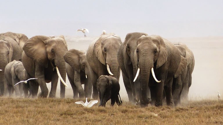 Masai Mara Camping Safari