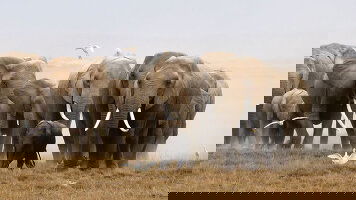 Wildlife Tours & Cruises Trips