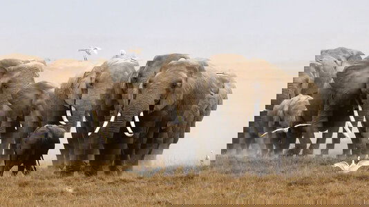 Wildlife Tours & Cruises Trips