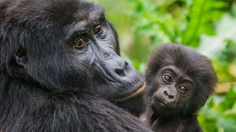 Mountain Gorillas of Africa Mountain Gorillas of Africa