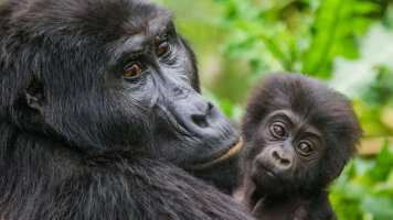 21 Day Kenya & Tanzania: the Safari Experience with Uganda Gorilla Trekking, Nairobi, & Zanzibar (Globus)