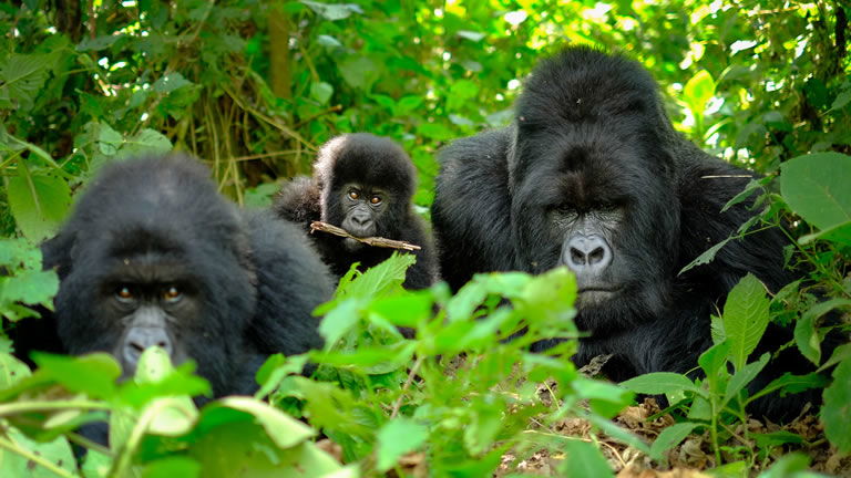 Mountain Gorilla Family