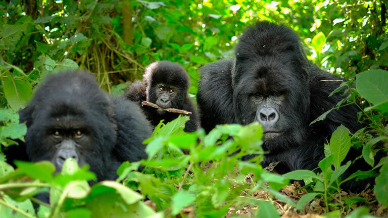 Kenya & Tanzania: the Safari Experience with Uganda Gorilla Trekking & Nairobi