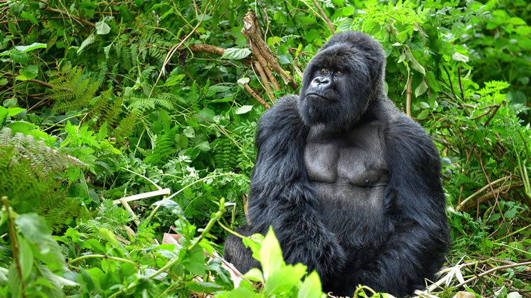 Uganda: Gorilla Trekking & Safari Adventure