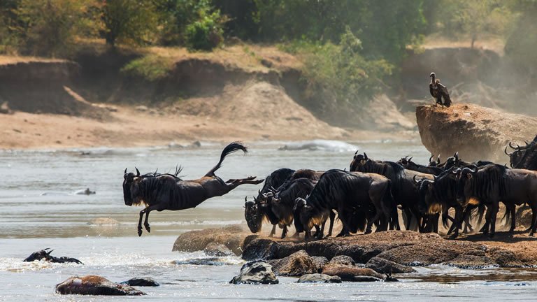 Wildebeest Migration: The Complete Guide 