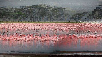 15 Day Kenya & Tanzania: The Safari Experience with Nairobi (Globus)