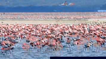 12 Day Kenya: A Classic Safari with Nairobi & Amboseli (Globus)