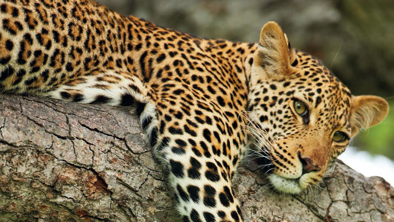 Highlights of South Africa