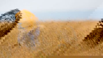 13 Day South Africa: from the Cape to Kruger (Cosmos)