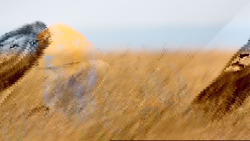 Journeys: Tanzania Safari Experience