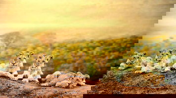 9 Day Highlights of South Africa (Cosmos)