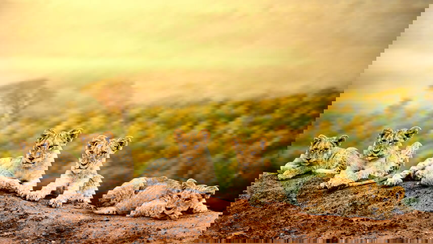 Tanzania Private Safari