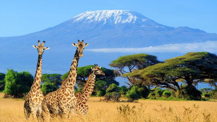 Climb Kilimanjaro