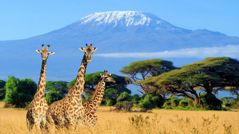 Mt Kilimanjaro Trek - Lemosho Route