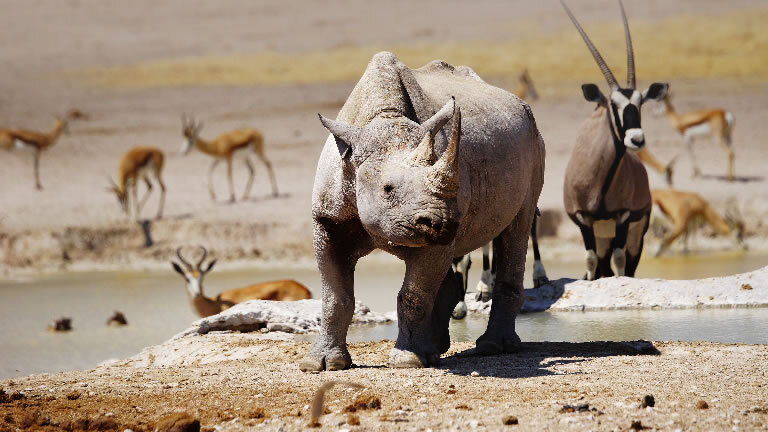 Namibia: Epic Safari