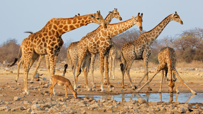 Journeys: Discover Kruger & Namibia