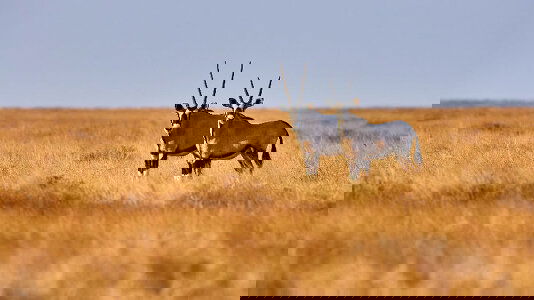 Namibia Tours Tours)