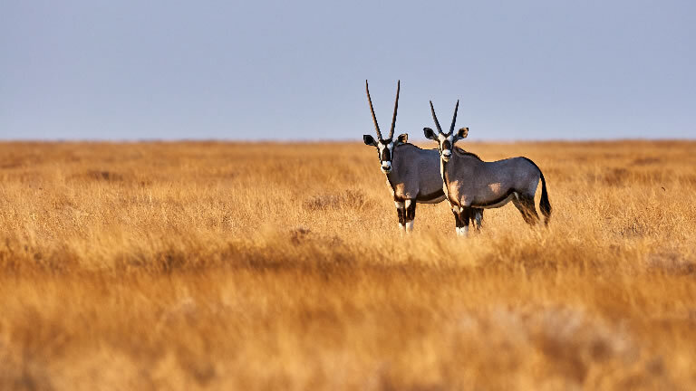 Journeys: Wonders of Namibia