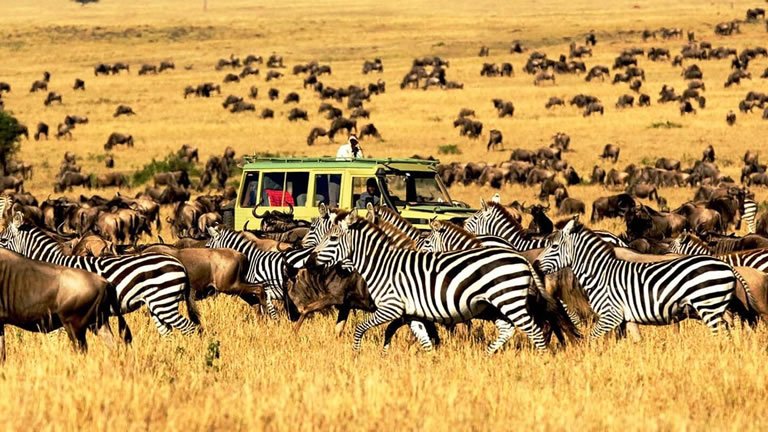 Kenya & Tanzania: The Safari Experience