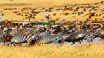 11 Day Tanzania: The Serengeti & Beyond with Serengeti Extended Stay (Globus)