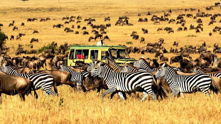11 Day Tanzania: The Serengeti & Beyond with Extended Serengeti (Globus)